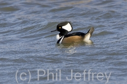 Hooded Merganser