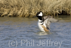 Hooded Merganser