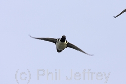 Hooded Merganser