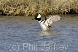 Hooded Merganser