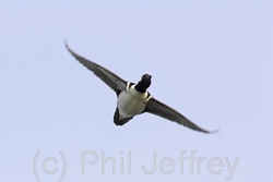 Hooded Merganser