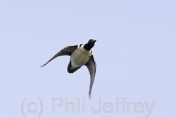 Hooded Merganser