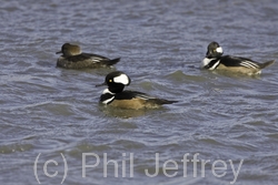 Hooded Merganser