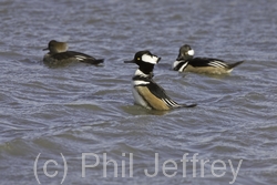 Hooded Merganser