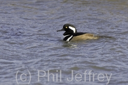 Hooded Merganser