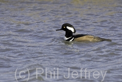 Hooded Merganser