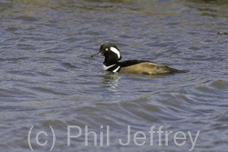 Hooded Merganser