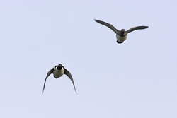 Hooded Merganser