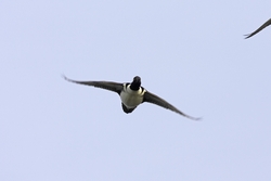 Hooded Merganser
