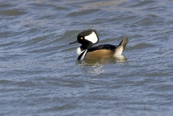 Hooded Merganser