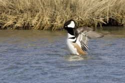 Hooded Merganser