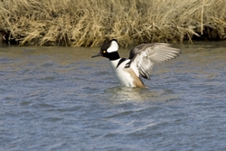 Hooded Merganser