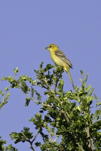 Hooded Oriole