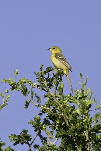 Hooded Oriole