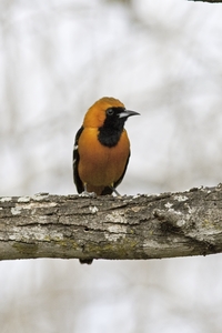 Hooded Oriole