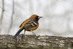 Hooded Oriole