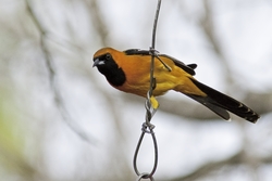 Hooded Oriole