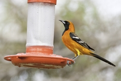 Hooded Oriole