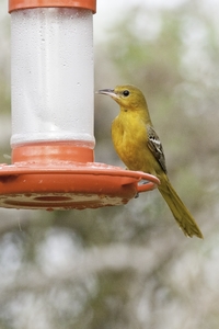 Hooded Oriole