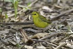 Hooded Warbler