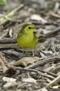 Hooded Warbler