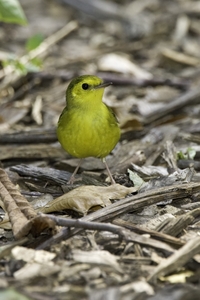 Hooded Warbler