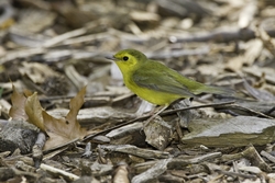 Hooded Warbler