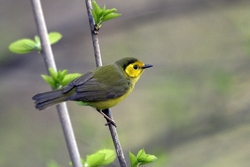 Hooded Warbler