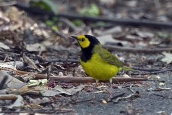 Hooded Warbler
