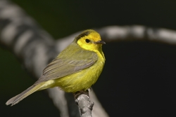 Hooded Warbler