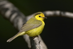 Hooded Warbler
