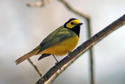 Hooded Warbler