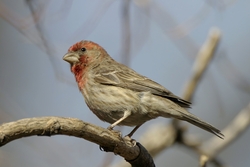 House Finch