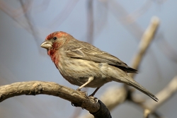 House Finch