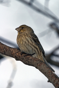 House Finch