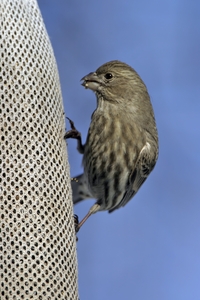 House Finch