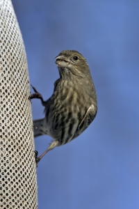 House Finch