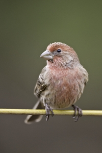 House Finch