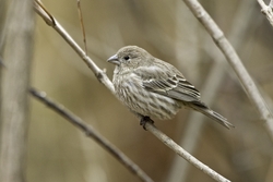 House Finch