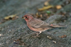House Finch