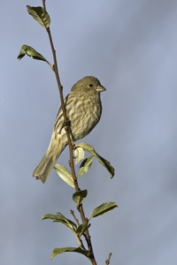 House Finch