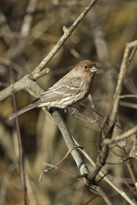 House Finch