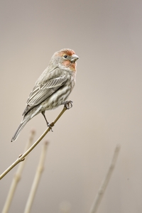House Finch