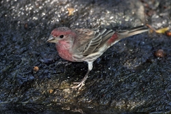 House Finch