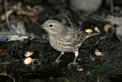 House Finch