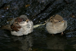 House Sparrow