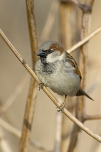 House Sparrow