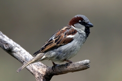 House Sparrow