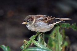 House Sparrow