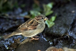 House Sparrow